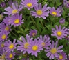 Aster Hana Blue