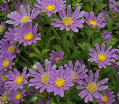 Aster Hana Blue