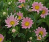 Aster Hana Pink