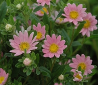 Aster Hana Pink