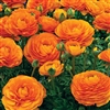 Ranunculus Mache Orange Pellets