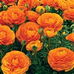 Ranunculus Mache Orange Pellets