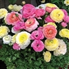 Ranunculus Mache Past.Mix Pellets