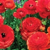 Ranunculus Mache Scarlet Pellets