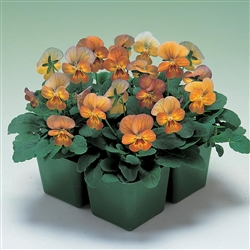 Viola Gem Apricot Antique