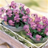 Viola Gem Pink Antique