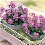 Viola Gem Pink Antique_disc