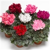 Cyclamen Winfall Mix