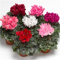 Cyclamen Winfall Mix