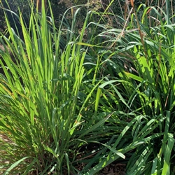 Lemon Grass - C. flexuosus