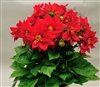 Dahlia Delight Red Shds