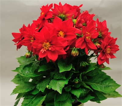 Dahlia Delight Red Shds