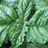 Basil Lettuce Leaf (Mammoth)