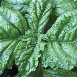 Basil Lettuce Leaf (Mammoth)