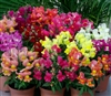 Antirrhinum Snappy Mix