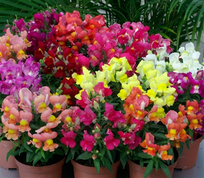 Antirrhinum Snappy Mix