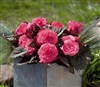 Begonia TubN/S Mocca Pink Sh P