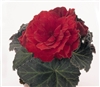 Begonia TubN/S Mocca Scarlet P