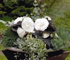 Begonia TubN/S Mocca White Pel