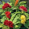 Celosia Starlight Mix