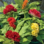 Celosia Starlight Mix