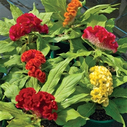 Celosia Starlight Mix