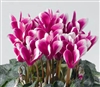 Cyclamen Winfall Snowridge Purple