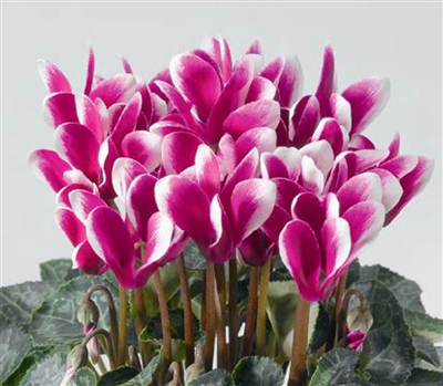 Cyclamen Winfall Snowridge Purple