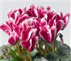 Cyclamen Winfall Snowridge Wine