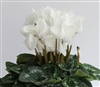 Cyclamen Magnum White