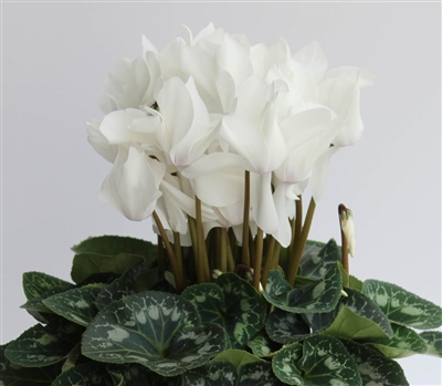 Cyclamen Magnum White