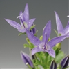 Campanula Filligree