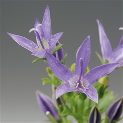 Campanula Filligree