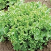 Lettuce Tango (Coral Green) Pe