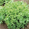 Lettuce Tango (Coral Green)