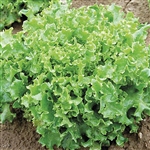 Lettuce Tango (Coral Green)
