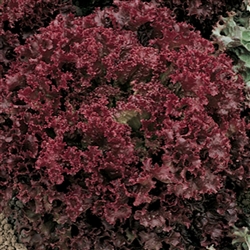 Lettuce Lolita (Coral Red) Pel