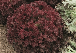 Lettuce Lolita (Coral Red)