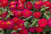 Zinnia Profusion Double Hot Cherry