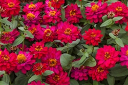 Zinnia Profusion Double Hot Cherry