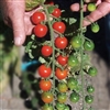 Tomato Lady Bug F1 cherry