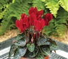 Cyclamen Verano Sync Wine