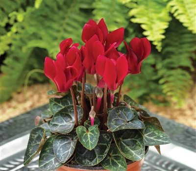 Cyclamen Verano Sync Wine