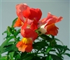 Antirrhinum Snappy Orange