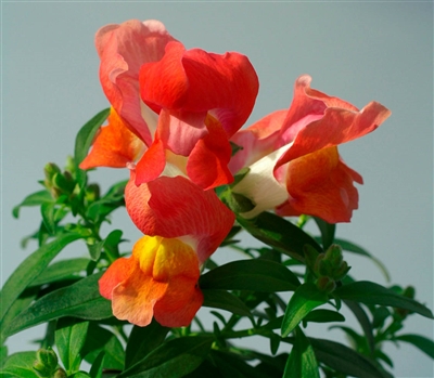 Antirrhinum Snappy Orange