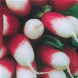 Radish French Breakfast