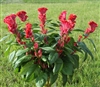 Celosia Filler Red