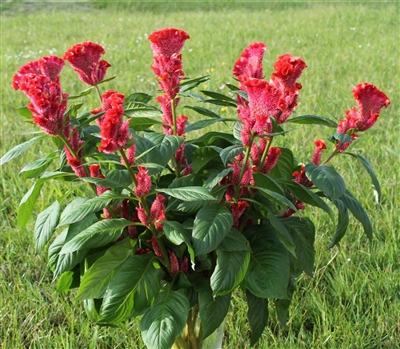 Celosia Filler Red