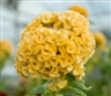 Celosia Kurume Gold