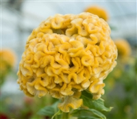 Celosia Kurume Gold